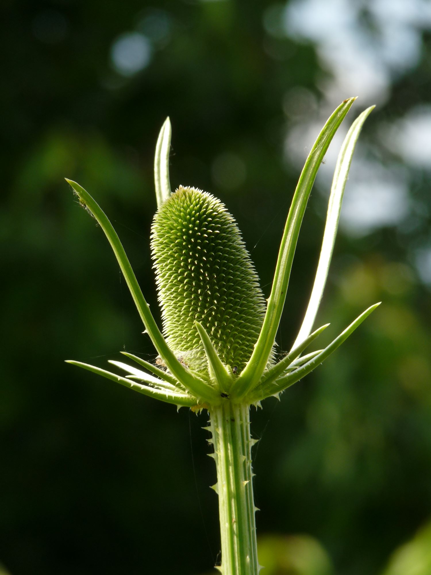 Dipsacus_sativus - 1.jpg