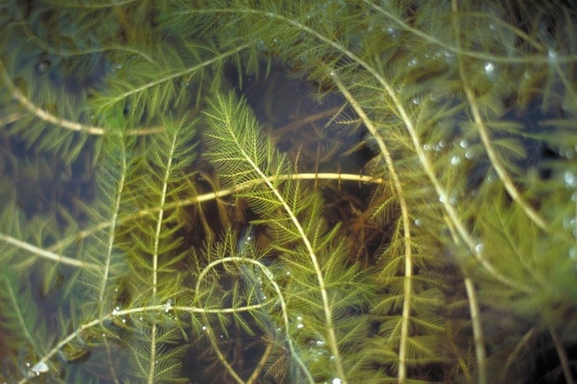 Le myriophylle.jpg