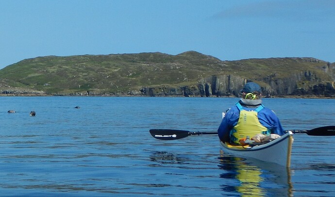 Les phoques à Sherkin Island